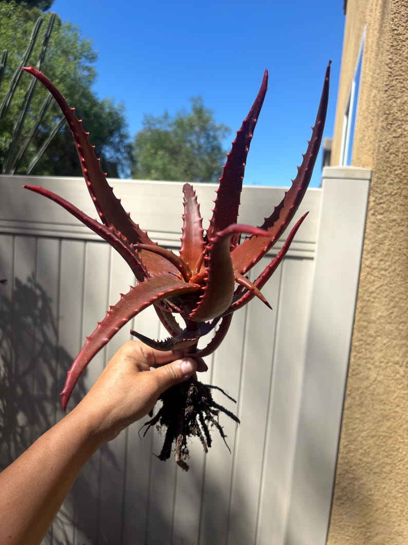 May include: A vibrant red aloe vera plant with spiky leaves is held up against a bright blue sky. The plant's leaves have a reddish-brown hue and are edged with small, sharp spines. The roots are visible, showing the plant's base.