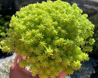 Yellow Sedum Tokyo Sun Stonecrop Succulent