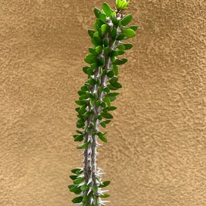 Alluaudia Procera Madagascar Ocotillo Succulent Single head