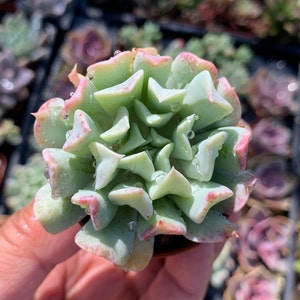 Rare Echeveria Topsy Turvy Succulent Plant Indoor Outdoor Garden