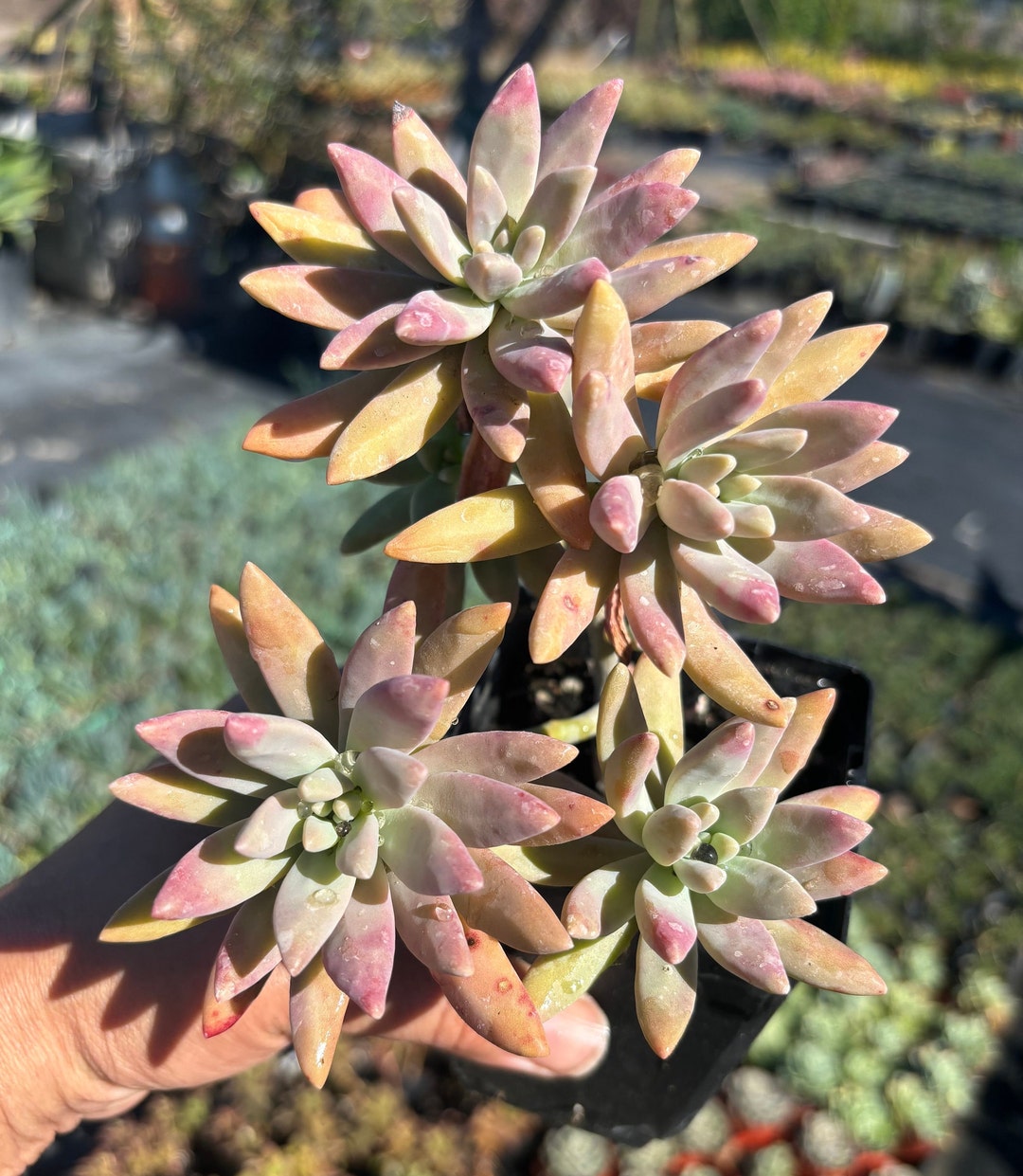 Colorful Succulent Sedum Plant - Etsy