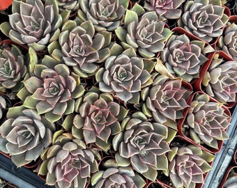 Rare Echeveria Mensa Succulent