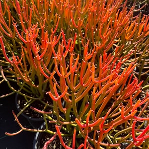Pencil Cactus - Euphorbia Tirucalli