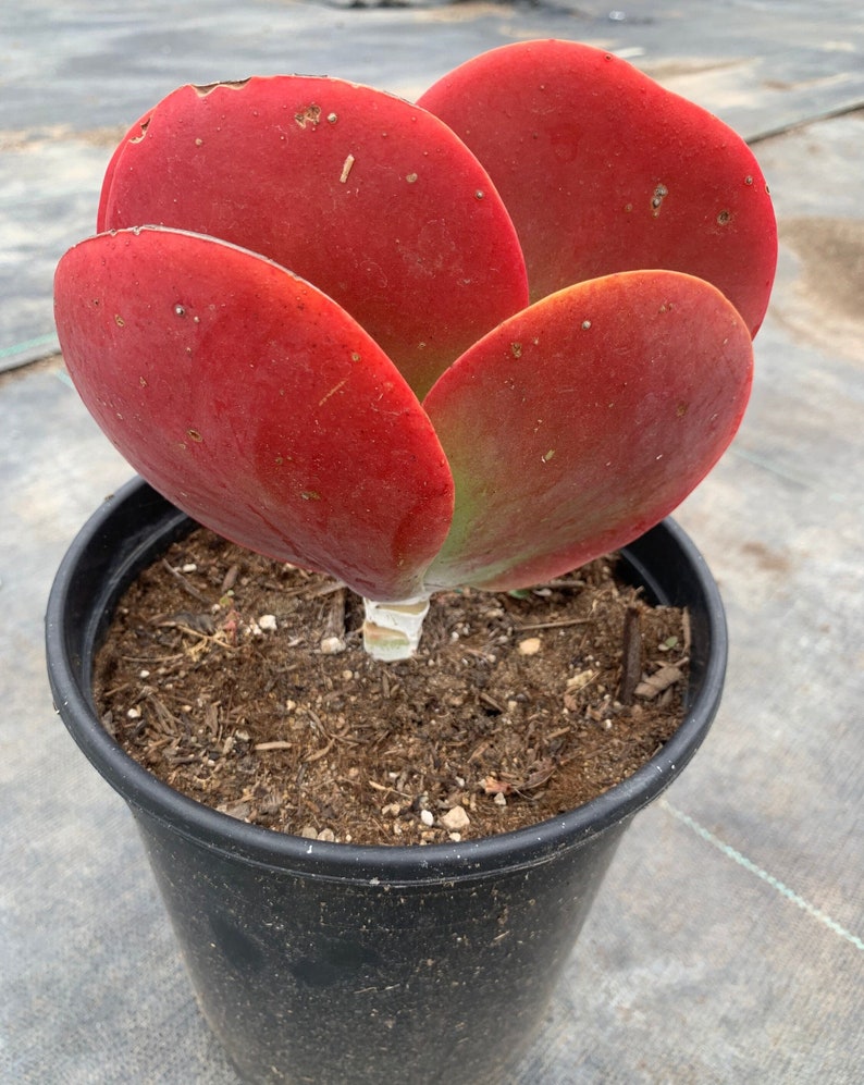 Anxiousgarden Kalanchoe Luciae Flapjack Succulent
