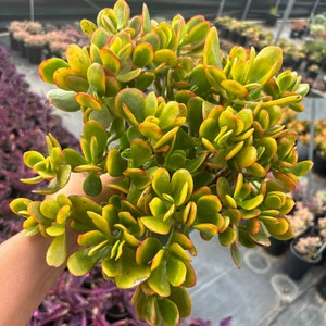 Crassula Ovata Hummel's Sunset Succulent Tree