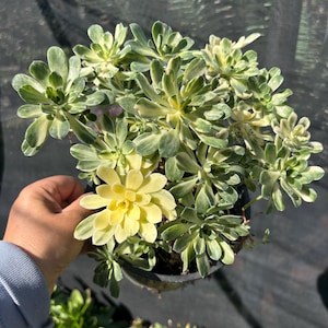 Variegated Aeonium Suncup Succulent Plant