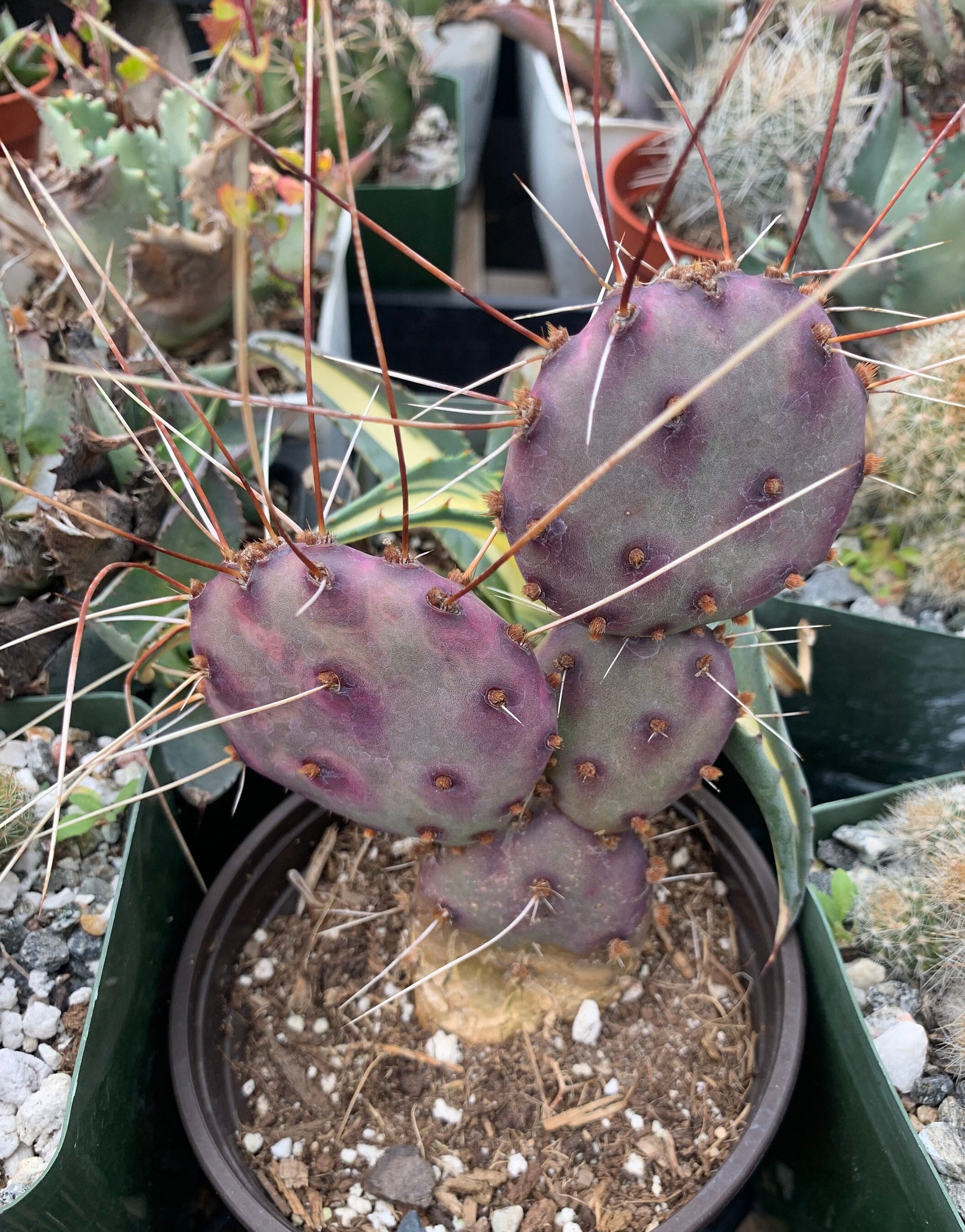 Santa Rita Prickly Pear (purple Cactus) - Etsy