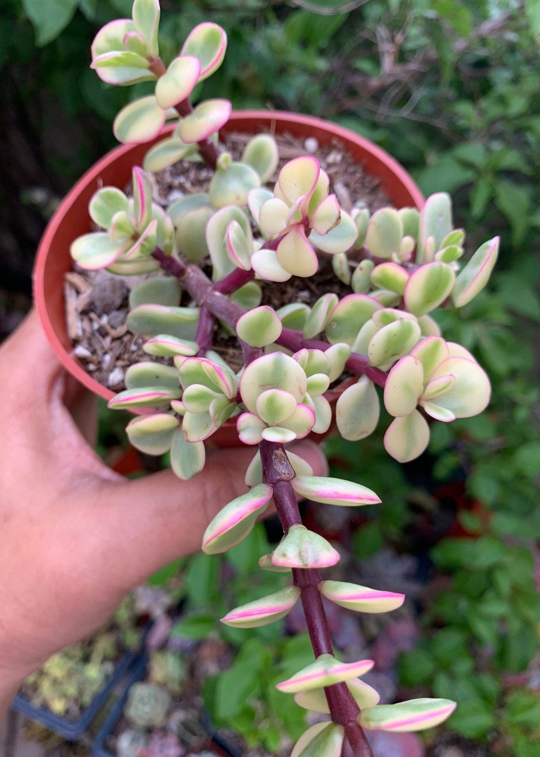 Variegated Rainbow Elephant Bush Succulent - Etsy