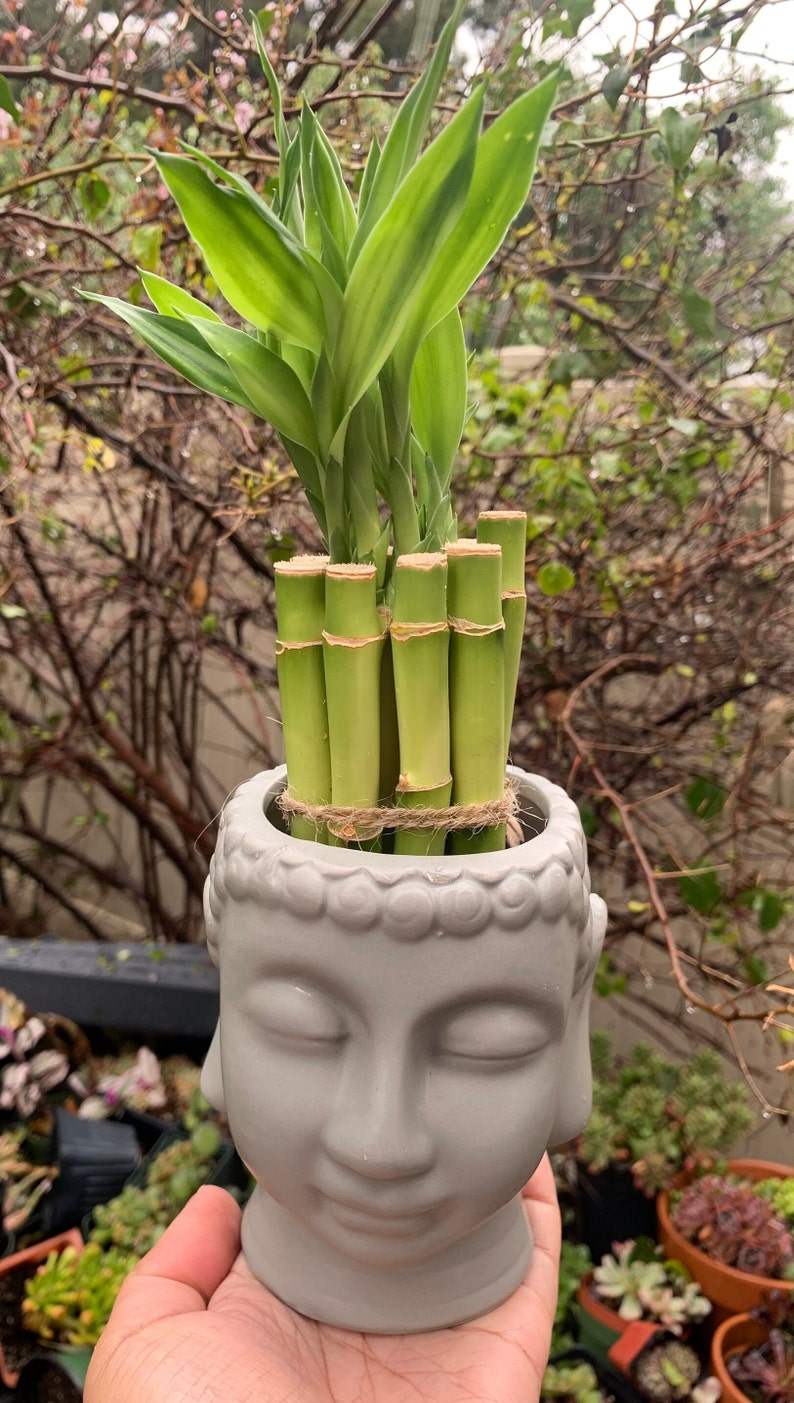 Buddha Head Planter & Lucky Bamboo Plant Etsy