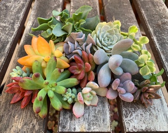 Colorful Succulent Clippings Fun Easy to Grow Plants Assorted Cutting Set