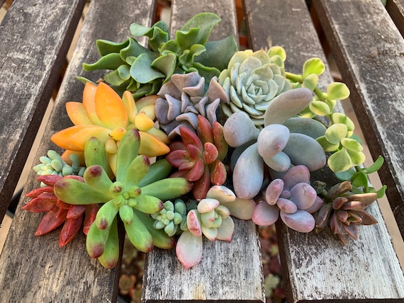 Colorful Succulent Clippings Fun Easy to Grow Plants Assorted Cutting Set -  Etsy