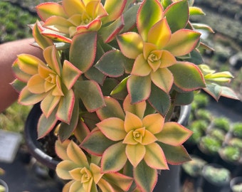Variegated Aeonium Kiwi Succulent