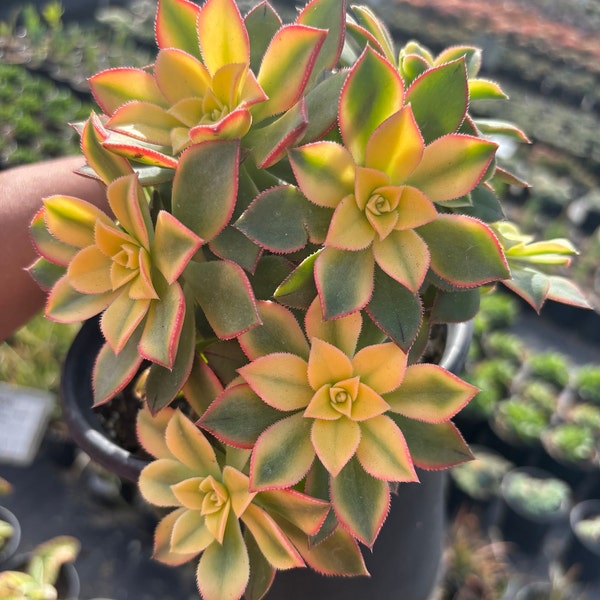 Variegated Aeonium Kiwi Succulent