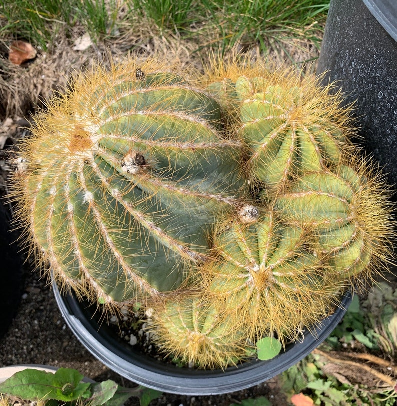 Balloon Cactus Notocactus Magnificus 2  gallon Cluster