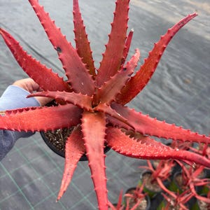 Orange Aloe Plant - Etsy
