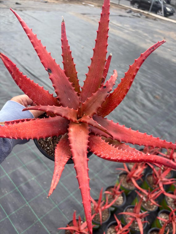 Rare, Colorful Orange Aloe Cameronii Plant