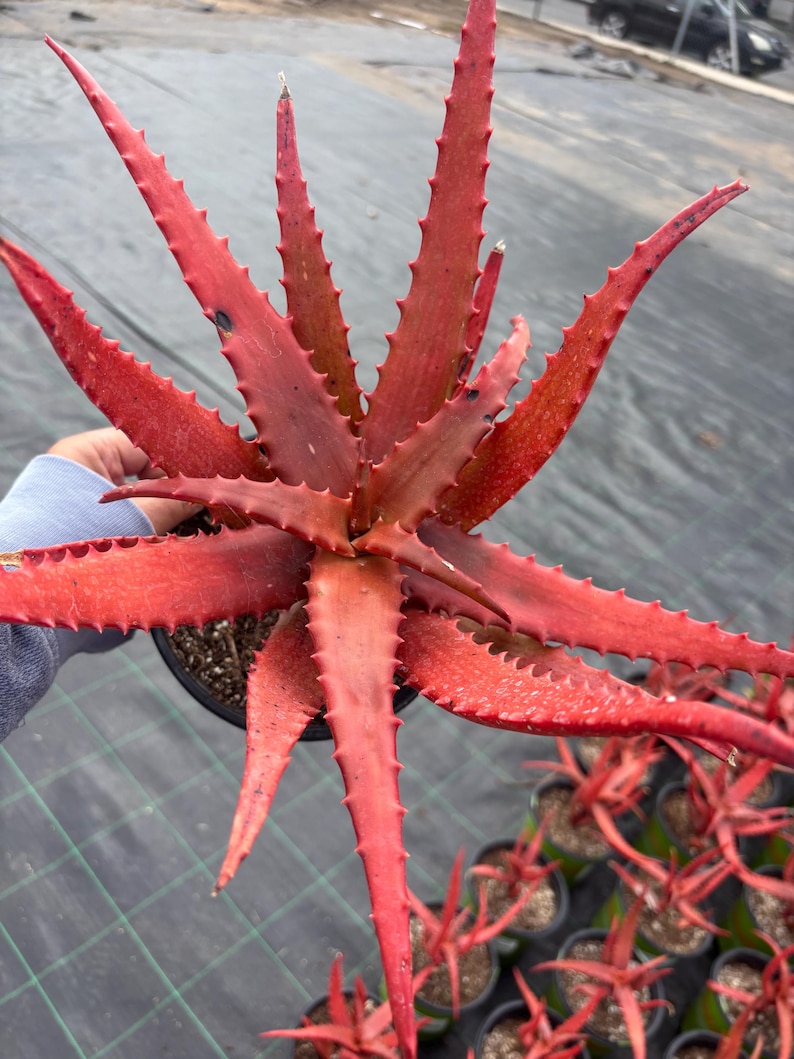 May include: A vibrant red Aloe plant with spiky, elongated leaves. The plant is in a black pot, and the leaves have small, dark spots. The image shows a close-up of the plant, highlighting its unique color and texture. Other similar plants are visible in the background.