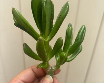 Crassula Cutting Unrooted