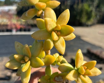 Yellow Succulent Sedum Tree