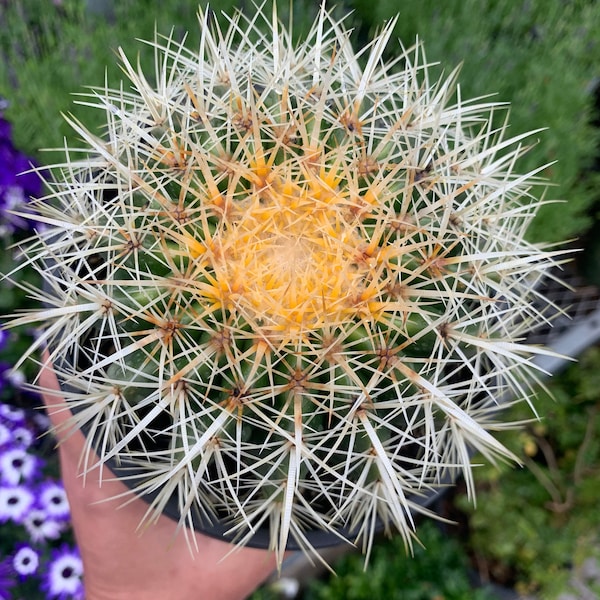 Golden Barrel Cactus (Echinocactus Grusonii)