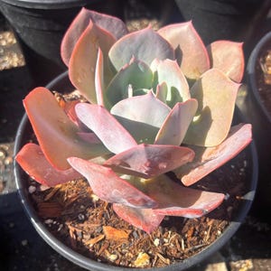 Pastel Pink Succulent Echeveria
