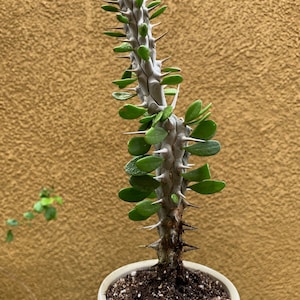 Alluaudia Procera Madagascar Ocotillo Succulent image 3