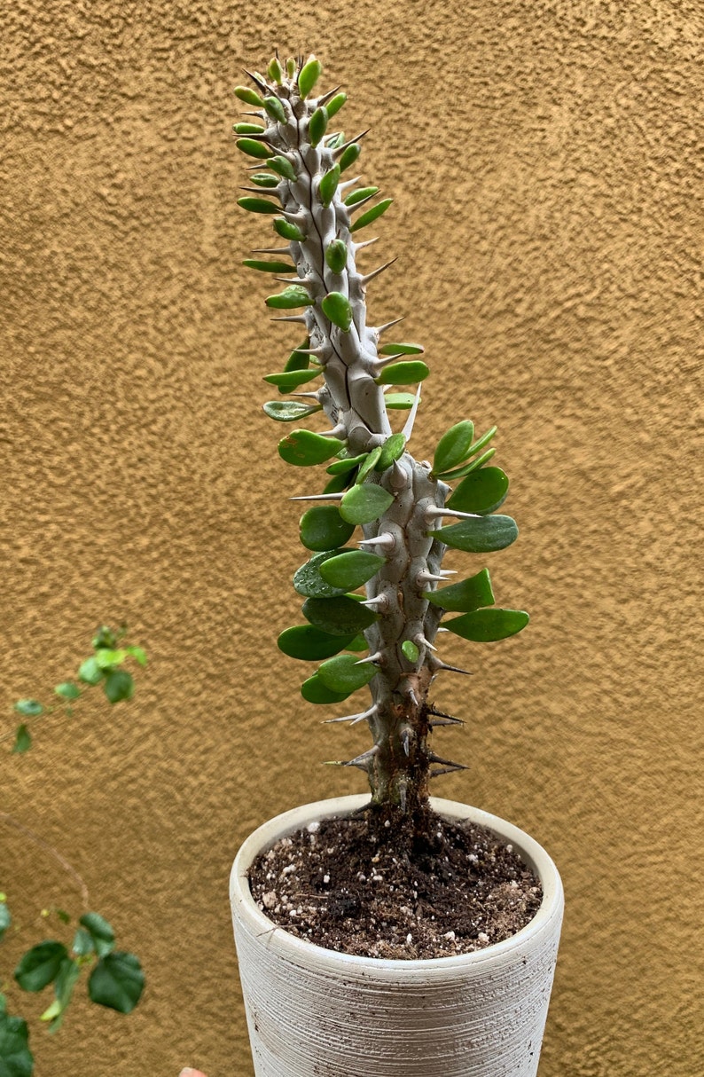 Alluaudia Procera Madagascar Ocotillo Succulent image 3