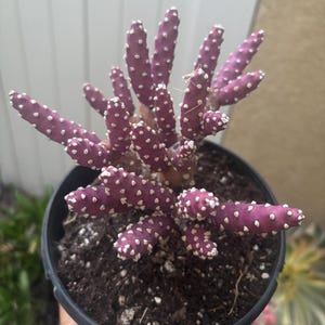 May include: A pink cactus with white spots in a black pot. The cactus has many long, thin stems.