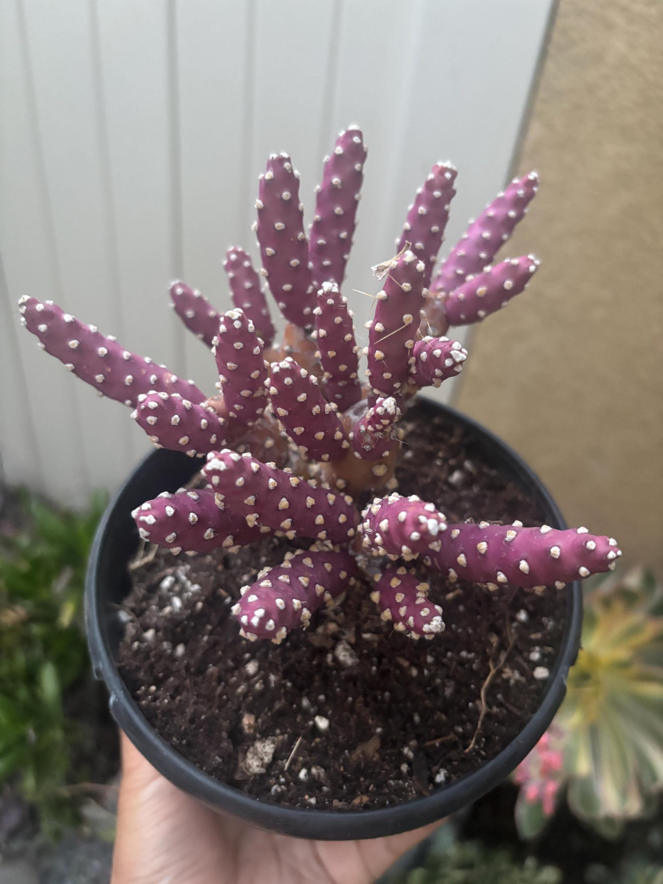 Purple Monstera Plant - Etsy