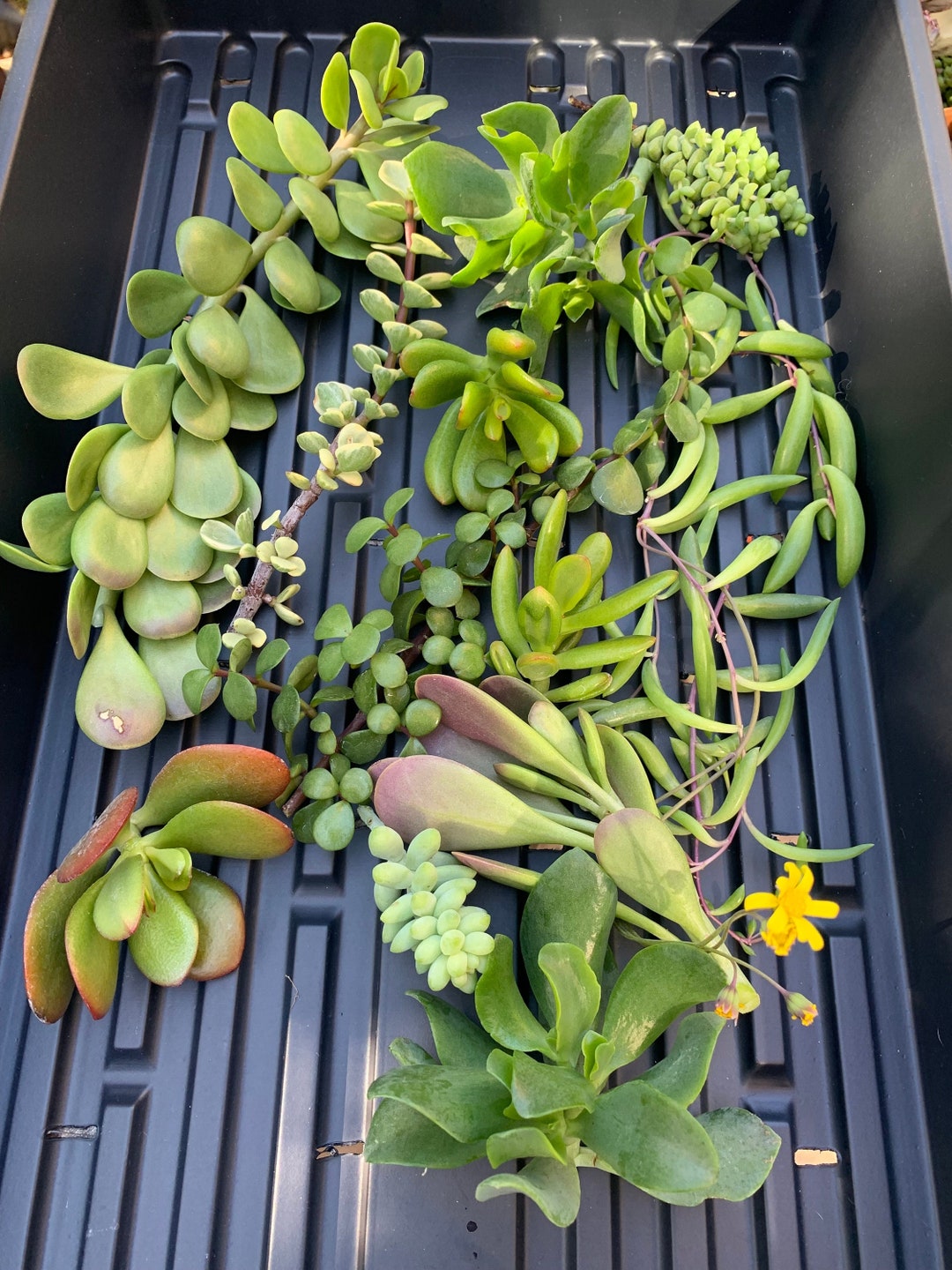 Trailing Vine Cascading Plant Spillers & Fillers Low Maintenance