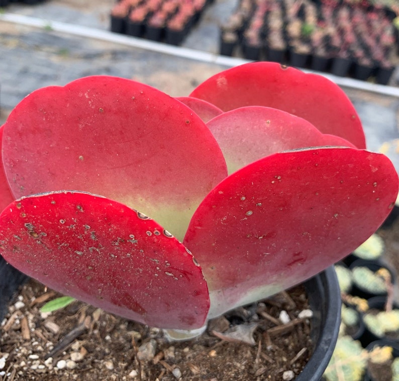 Anxiousgarden Kalanchoe Luciae Flapjack Succulent - Thumbnail 4