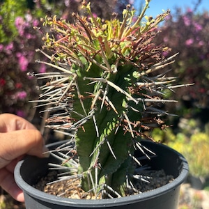 Rare Euphorbia Spiralis Cactus Plant