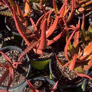 May include: Close-up of several potted aloe plants with vibrant red and green leaves. The plants have spiky, textured leaves and are arranged in black plastic pots filled with soil. The image is taken from a high-angle perspective, showcasing the plants' unique colors and textures.
