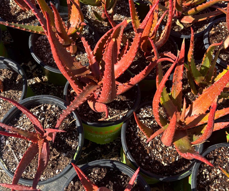 May include: Close-up of several potted aloe plants with vibrant red and green leaves. The plants have spiky, textured leaves and are arranged in black plastic pots filled with soil. The image is taken from a high-angle perspective, showcasing the plants' unique colors and textures.