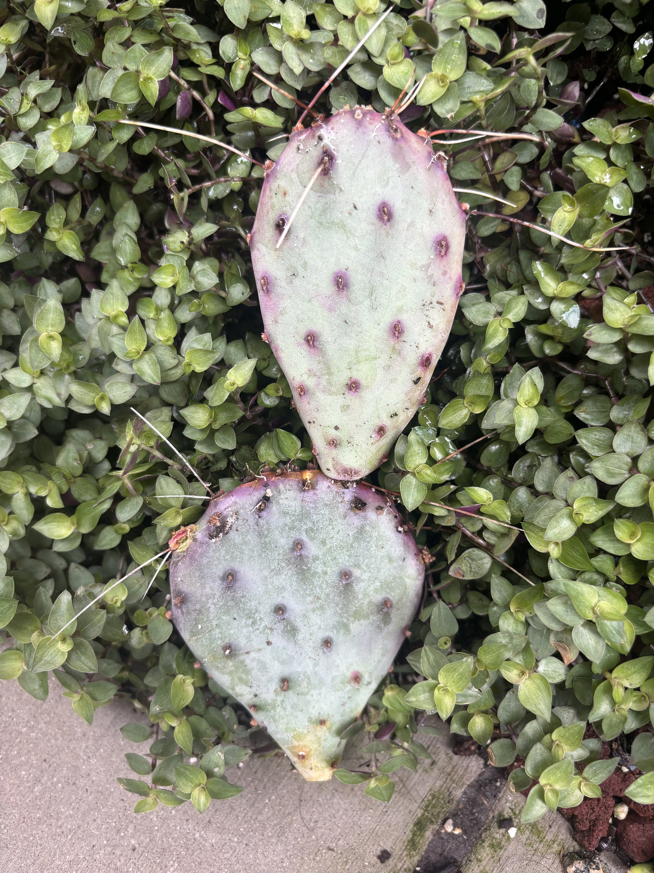 Santa Rita Prickly Pear (purple Cactus) - Etsy
