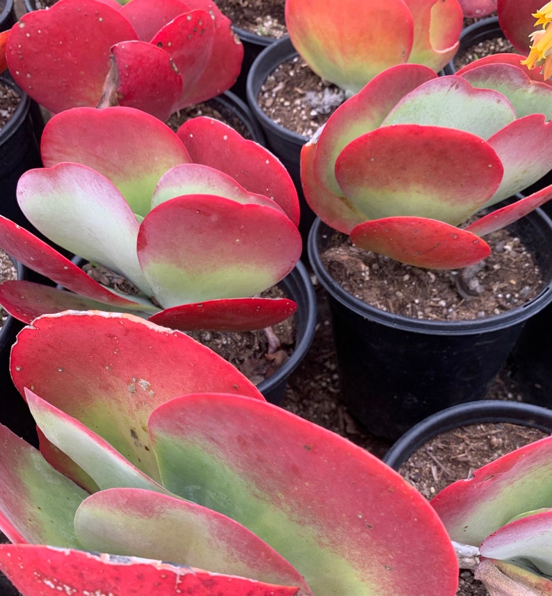 Anxiousgarden Kalanchoe Luciae Flapjack Succulent - Thumbnail 3