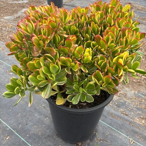 Crassula Ovata Hummel&#39;s Sunset Succulent Tree