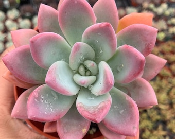 Colorful Chubby Leaf Pink Graptoveria Opalina Succulent