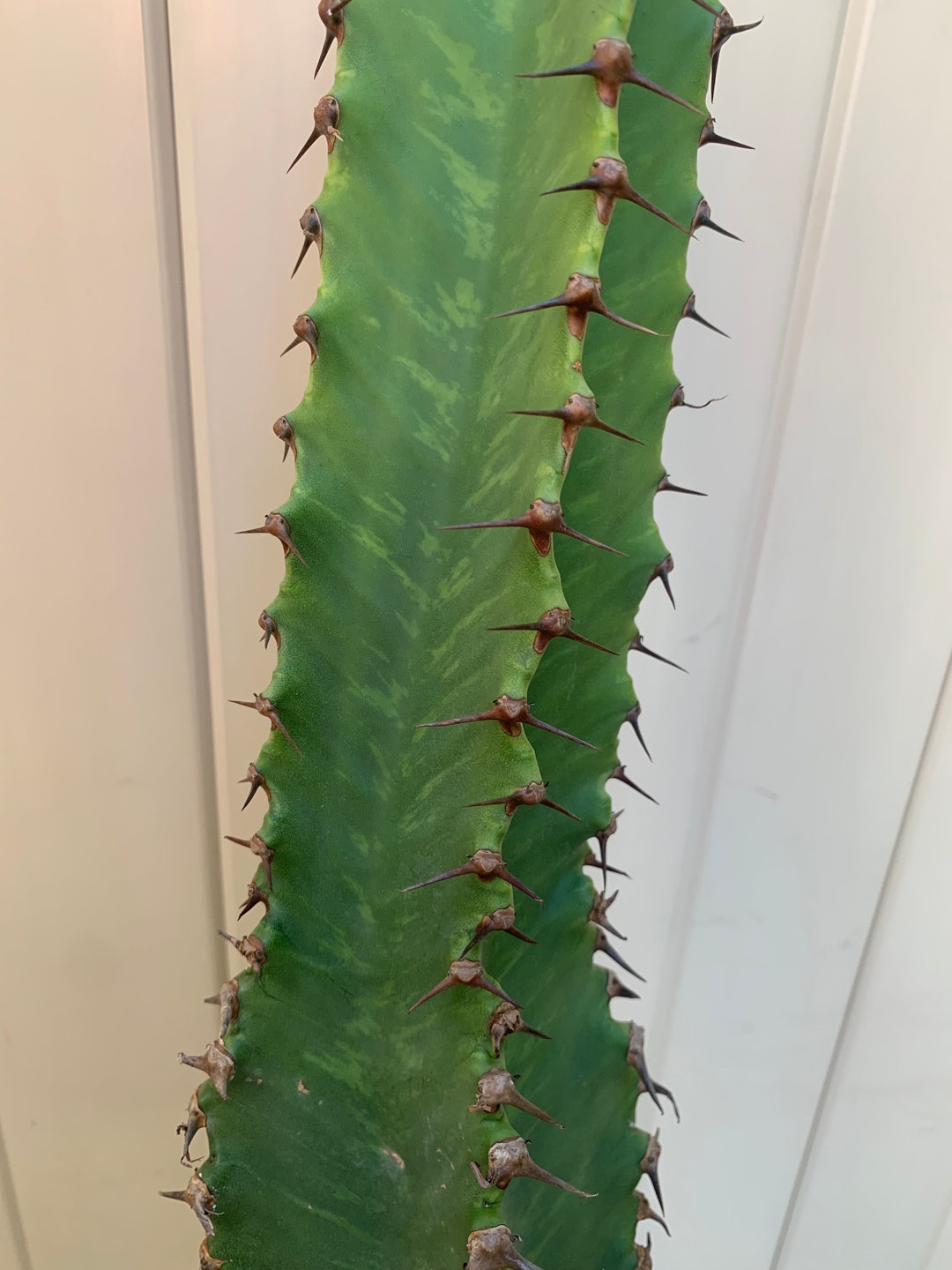 Euphorbia Candelabra Chocolate Drop Variegata Etsy