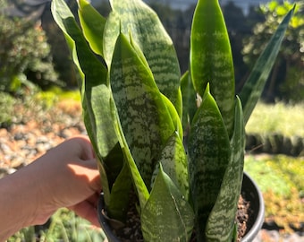 Snake Plant 1 Gallon Houseplant Easy Care - Etsy