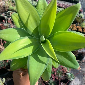 Rare Plant Agave Attenuata Variegated Kara's Stripes image 3