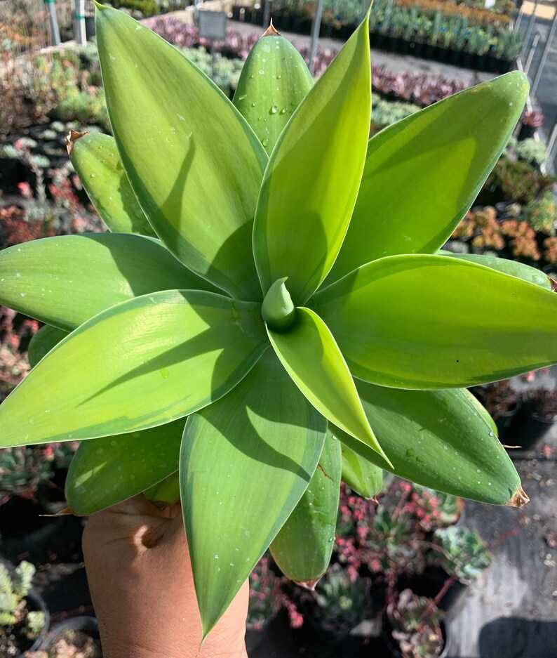 Rare Plant Agave Attenuata Variegated Kara's Stripes image 3