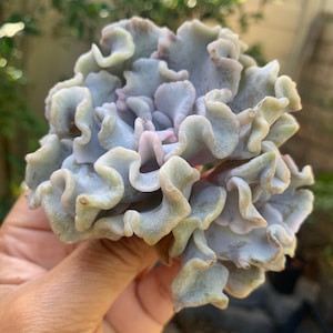Echeveria Crispate Beauty Succulent