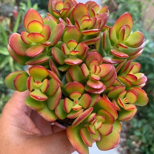 Colorful Red Jade Succulent Crassula Ovata Indoor Outdoor Garden
