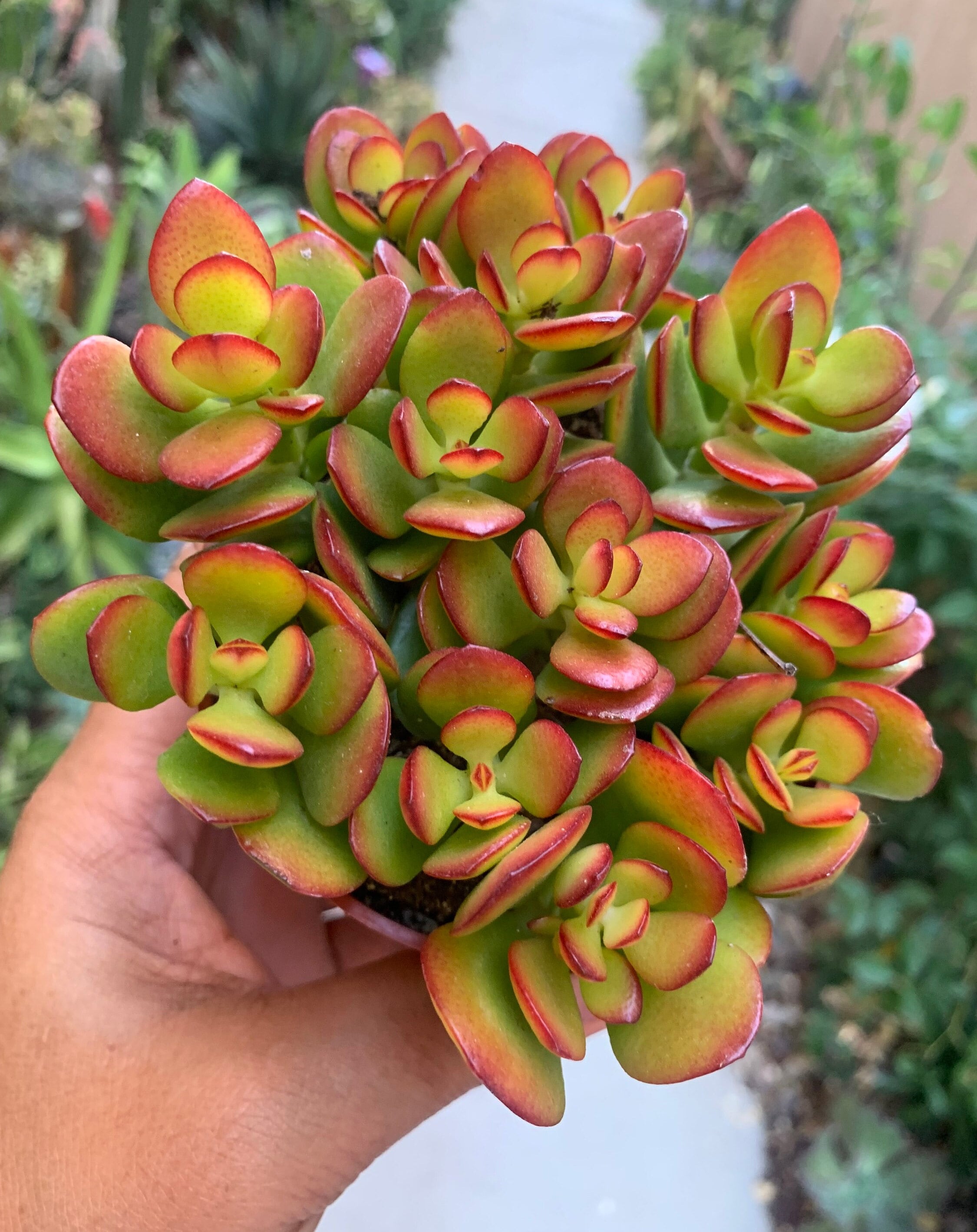 Colorful Red Jade Succulent Crassula Ovata Indoor Outdoor Garden - Etsy