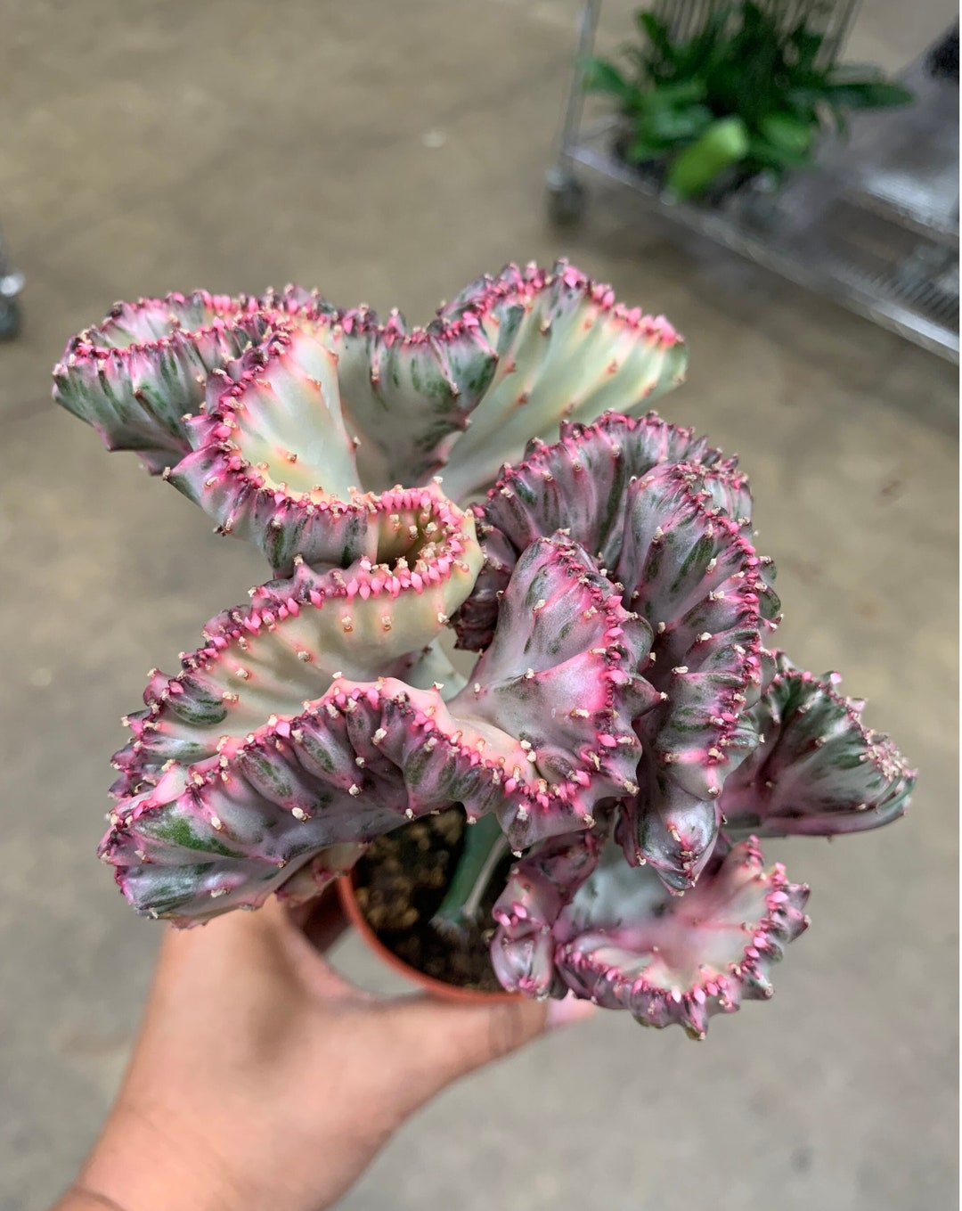 Rare Crested Plant Euphorbia Lactea Cristata Etsy