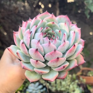 May include: A close-up of a succulent plant with green and pink leaves. The leaves are arranged in a rosette shape and have a pointed tip. The plant is in focus and the background is blurred.