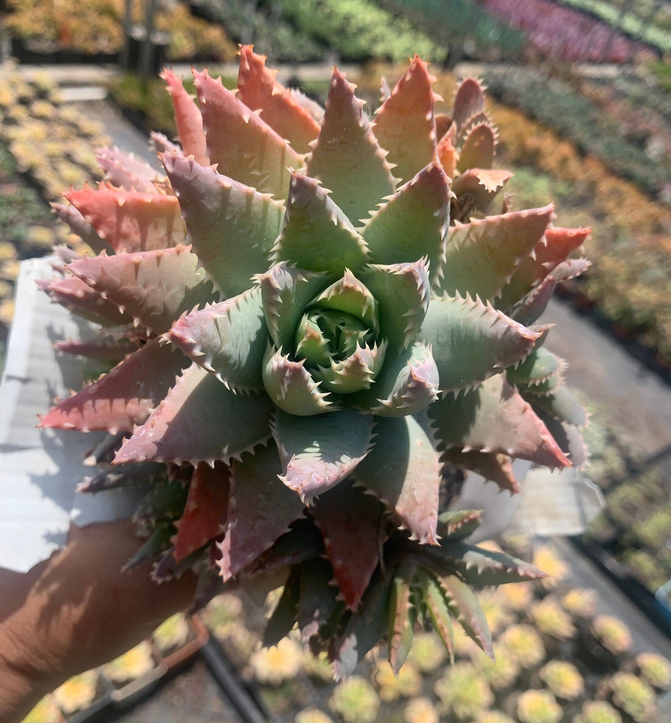 Colorful Cluster Aloe Brevifolia Low Maintenance Plant - Etsy