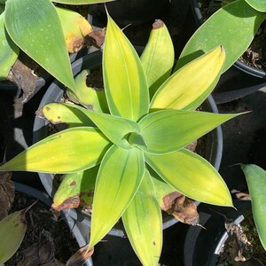 Rare Plant Agave Attenuata Variegated Kara's Stripes image 2