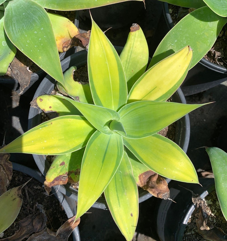 Rare Plant Agave Attenuata Variegated Kara's Stripes image 2